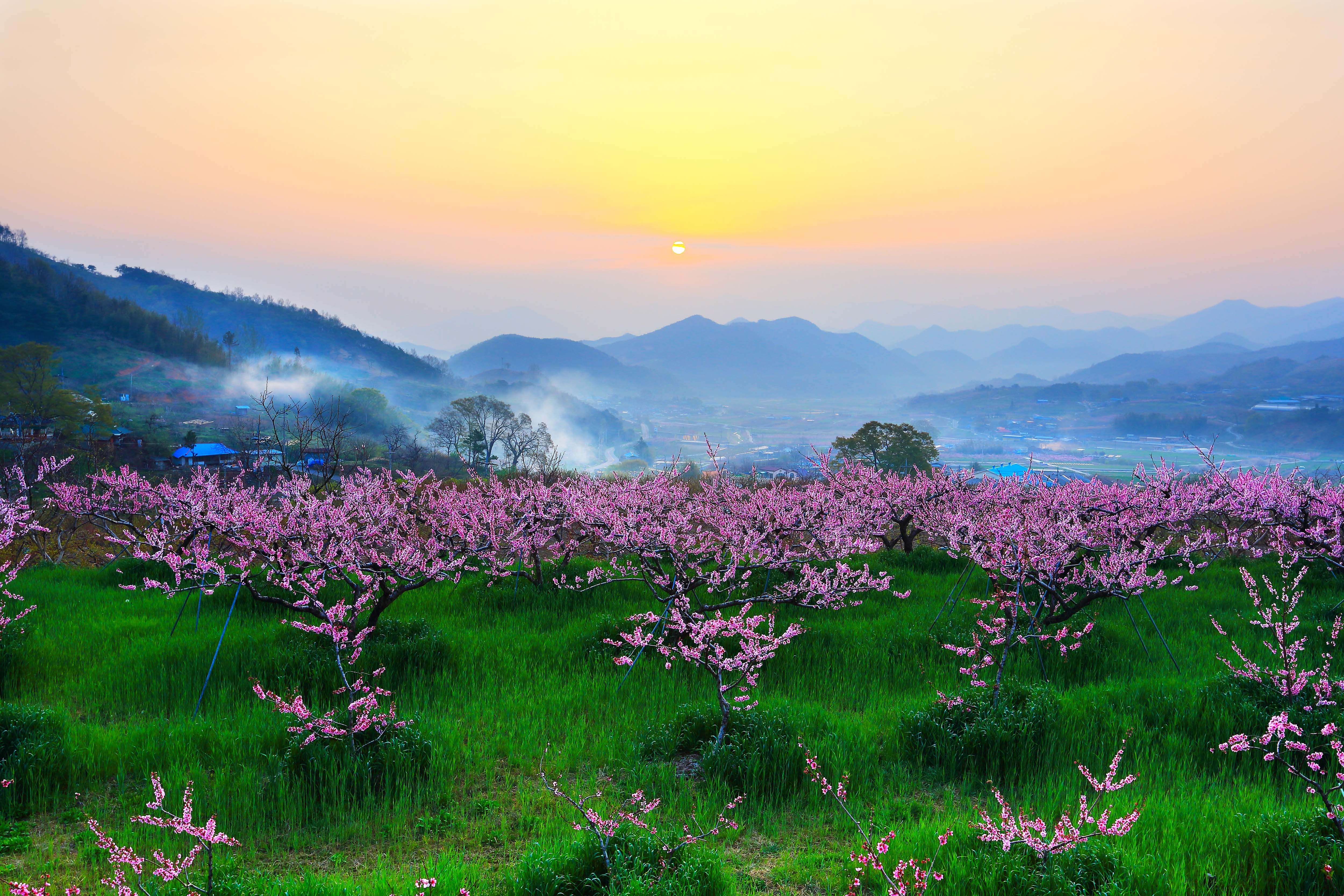 2우수-20-21-복사꽃 피는 마을.jpg