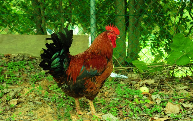 나주병원 닭.jpg